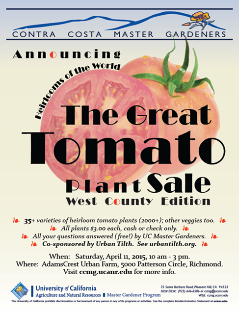 Tomato plant
